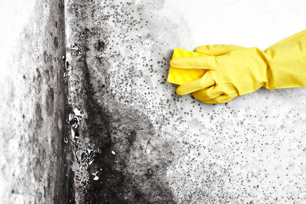 Best Real Estate Mold Inspection  in Angwin, CA