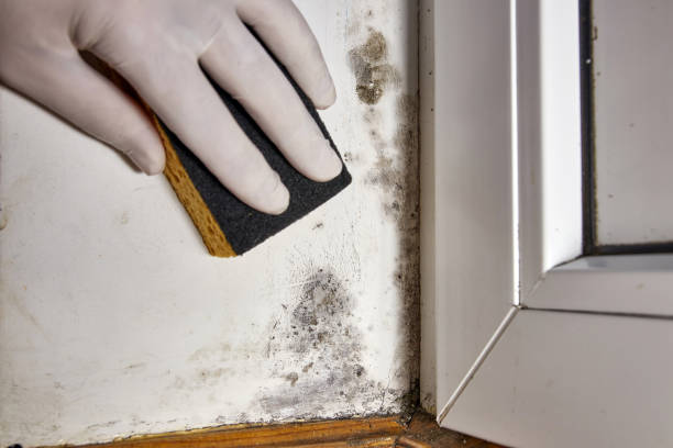 Best Environmental Consulting for Mold Prevention  in Angwin, CA